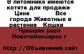 В питомнике имеются котята для продажи › Цена ­ 30 000 - Все города Животные и растения » Кошки   . Чувашия респ.,Новочебоксарск г.